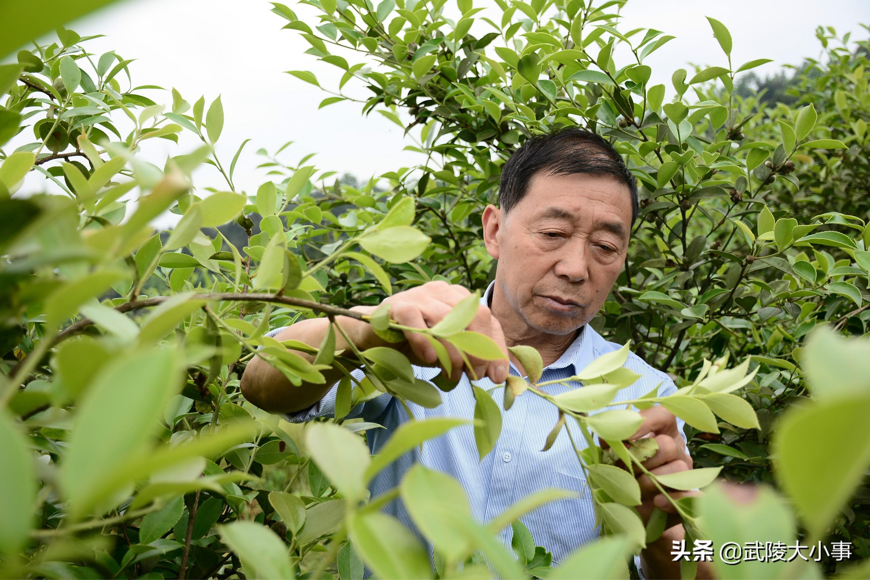 酉阳房屋出租最新信息，探寻理想居所的指南