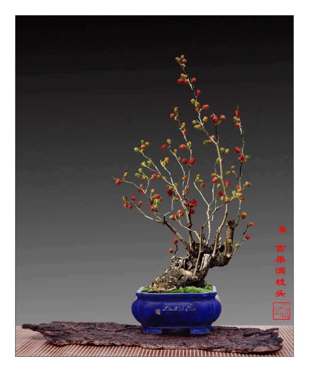 从零开始制作最新盆景的详细步骤指南（附图解）